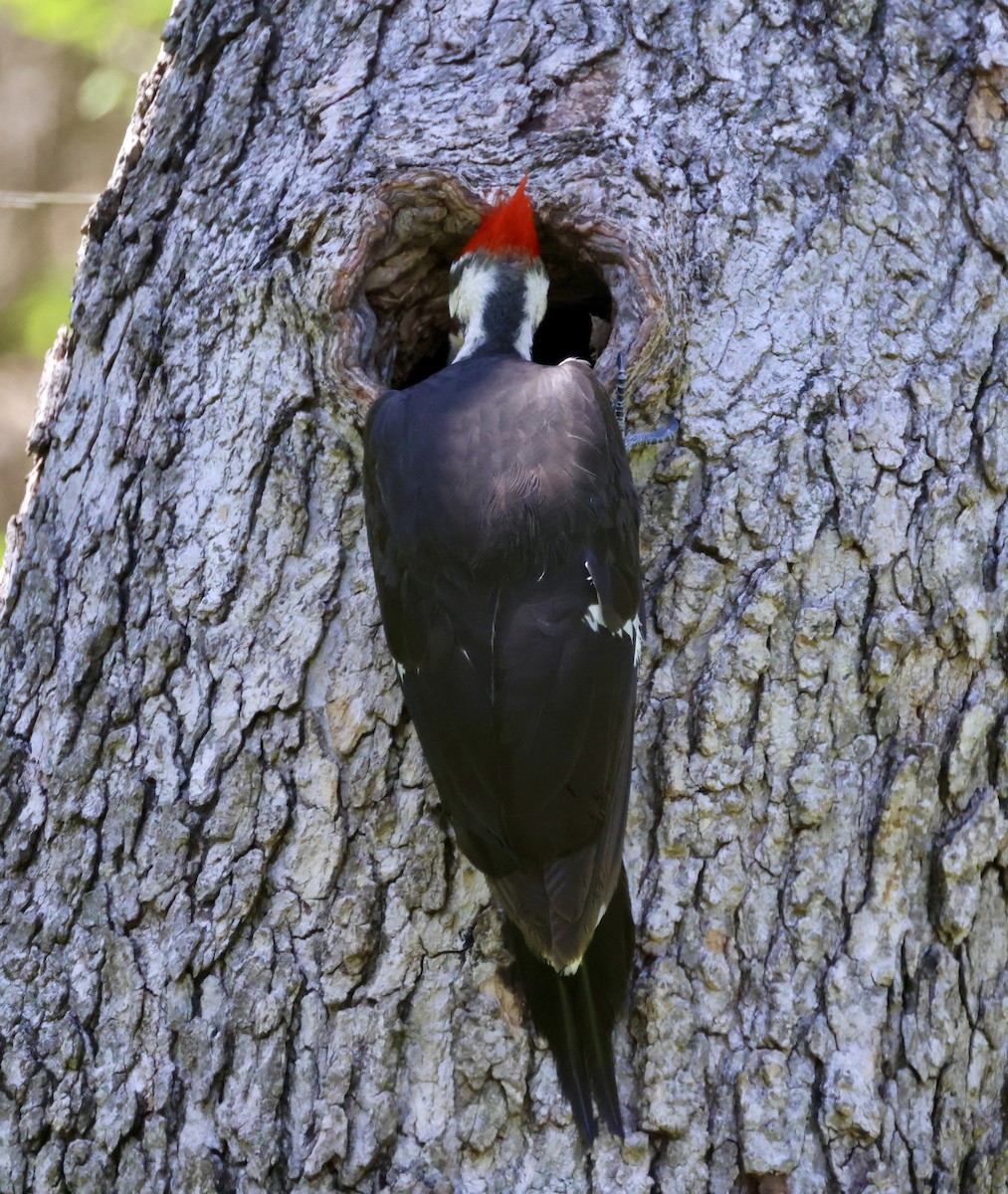 Pileated Woodpecker - ML617281256