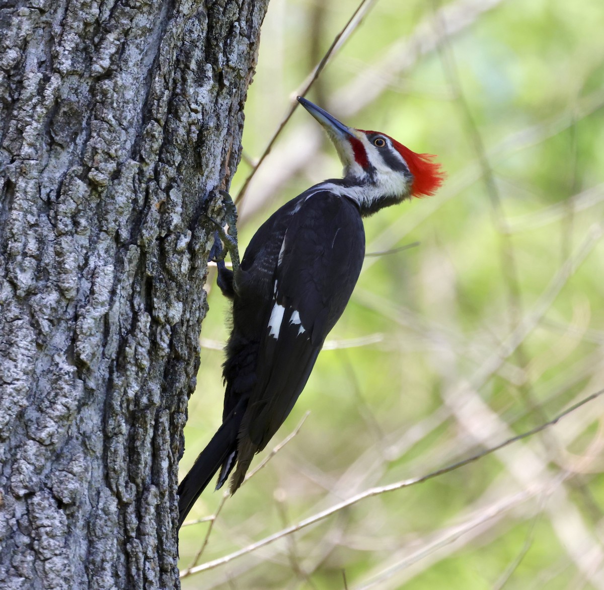 Pileated Woodpecker - ML617281257