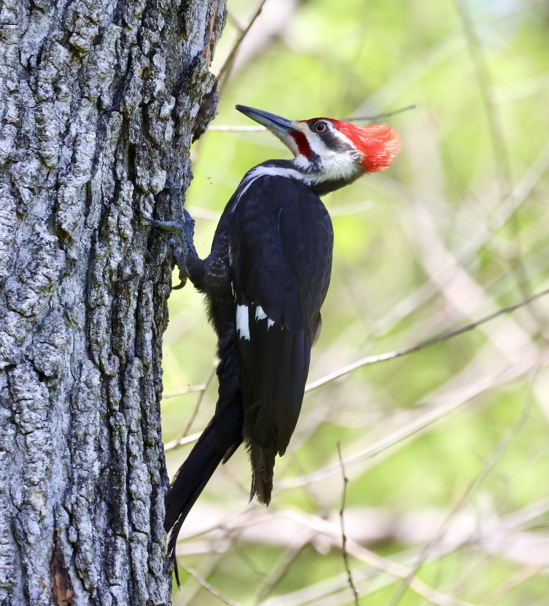 Pileated Woodpecker - ML617281258