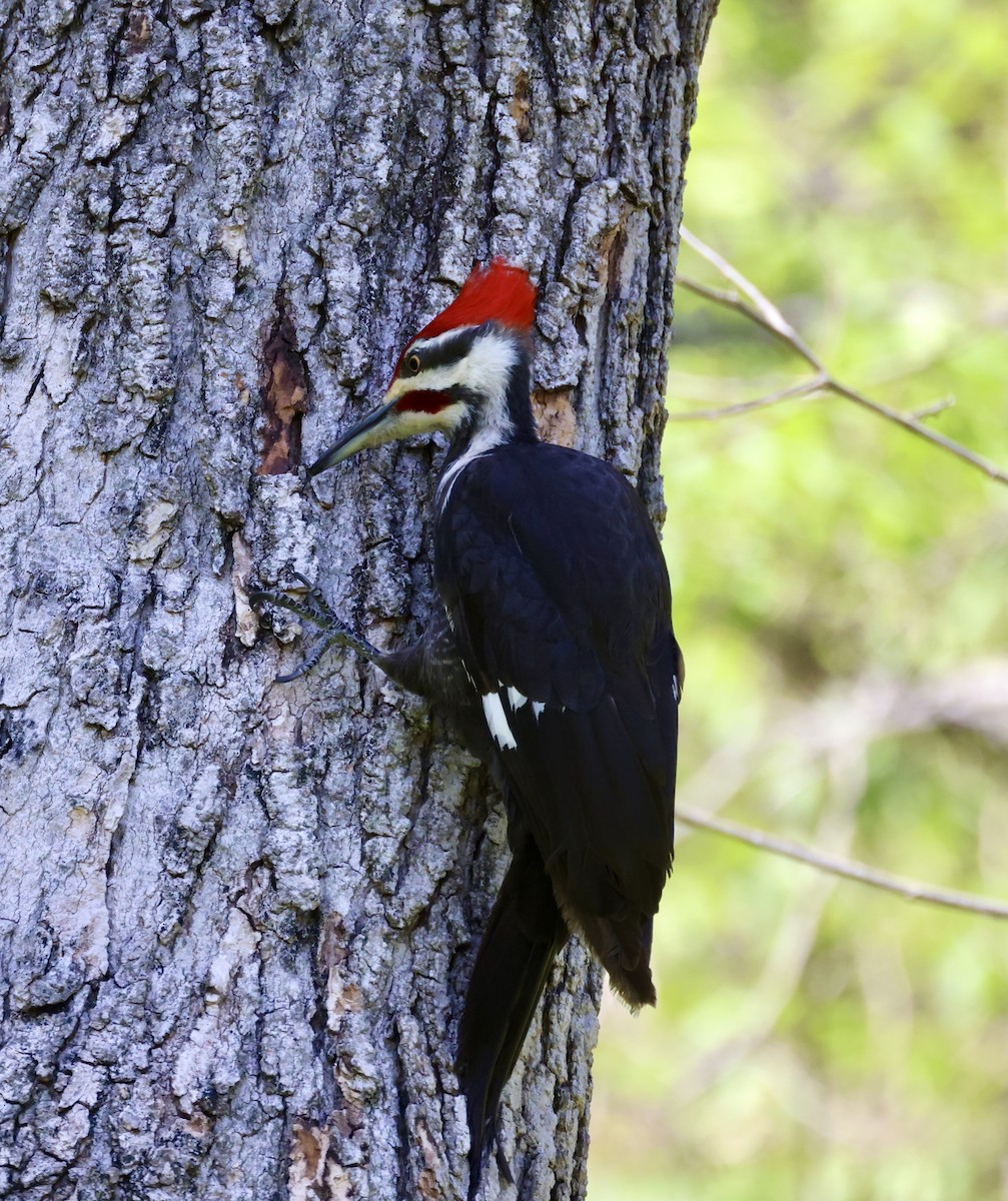 Pileated Woodpecker - ML617281259