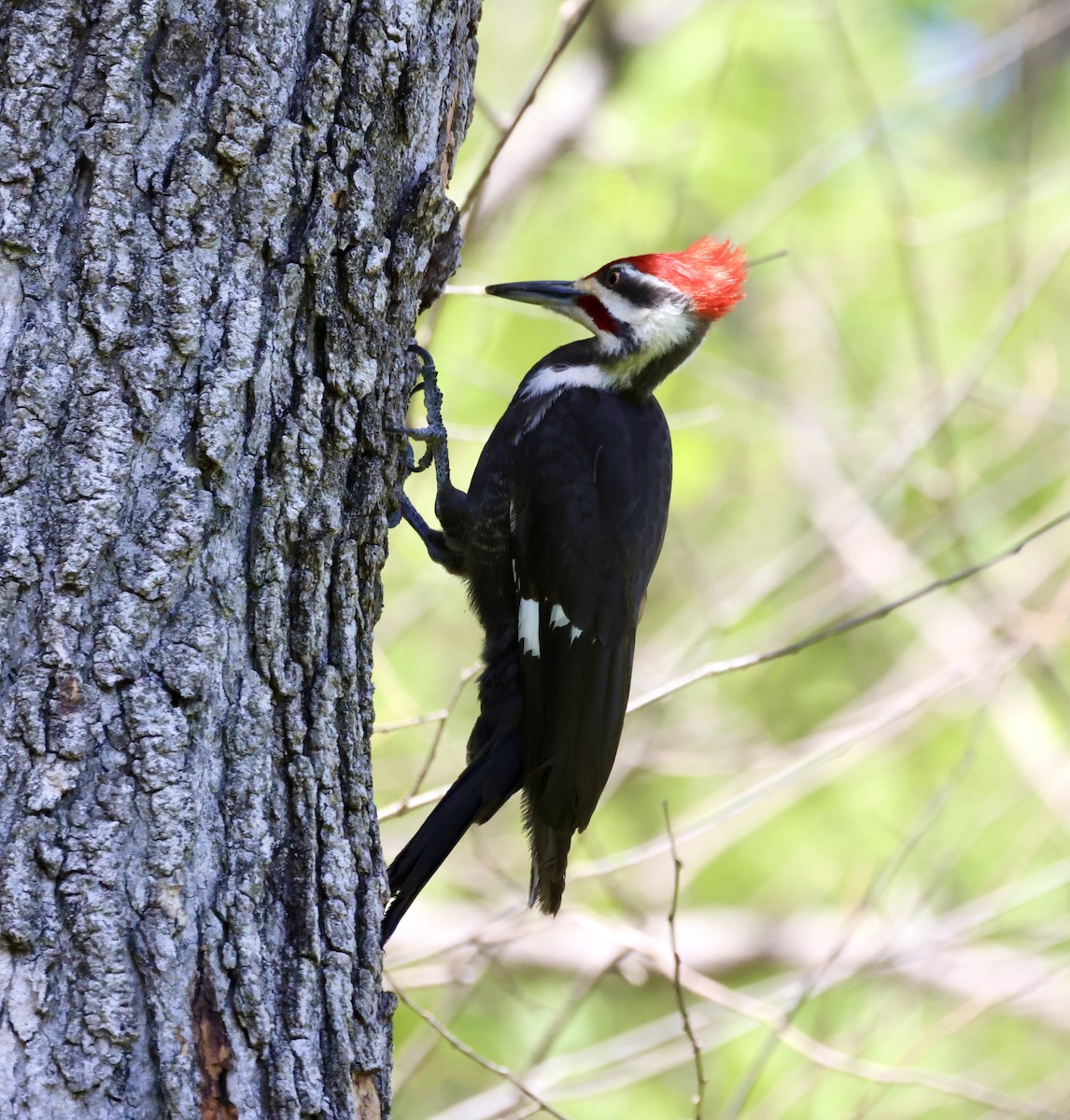 Pileated Woodpecker - ML617281262