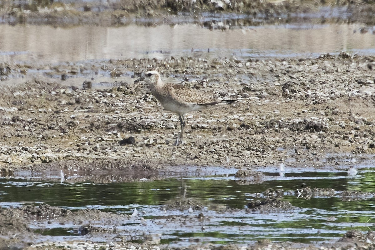 American Golden-Plover - Mark Stackhouse