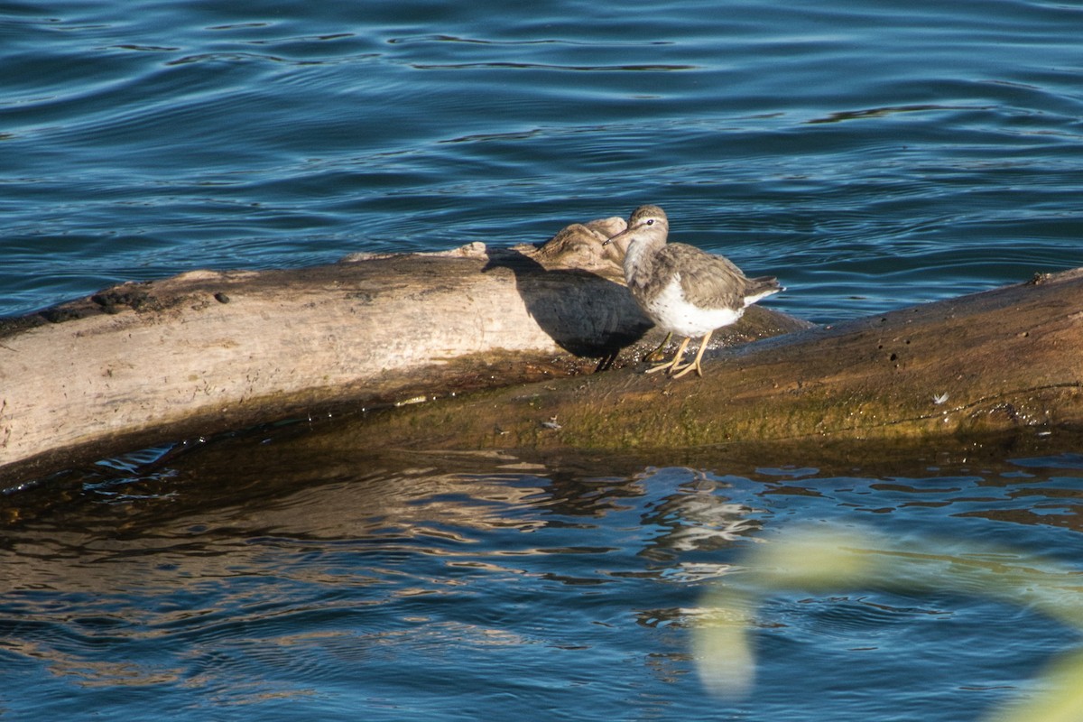 Spotted Sandpiper - ML617281359