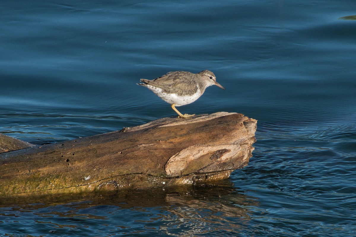 Spotted Sandpiper - ML617281360