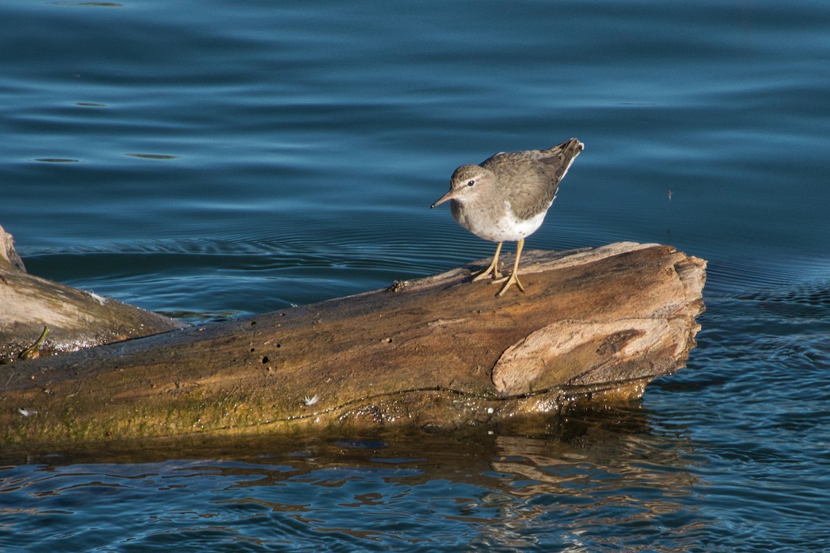 Spotted Sandpiper - ML617281361