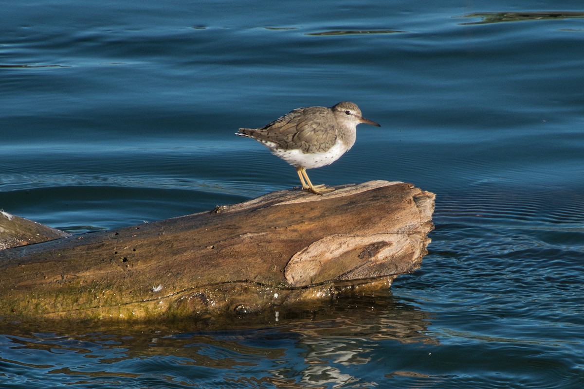 Spotted Sandpiper - ML617281362