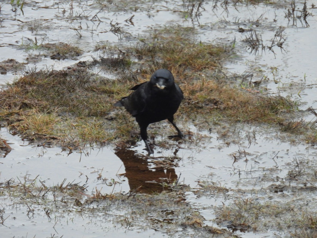 American Crow - ML617281420