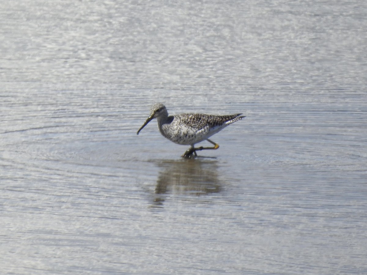 Greater Yellowlegs - ML617281465