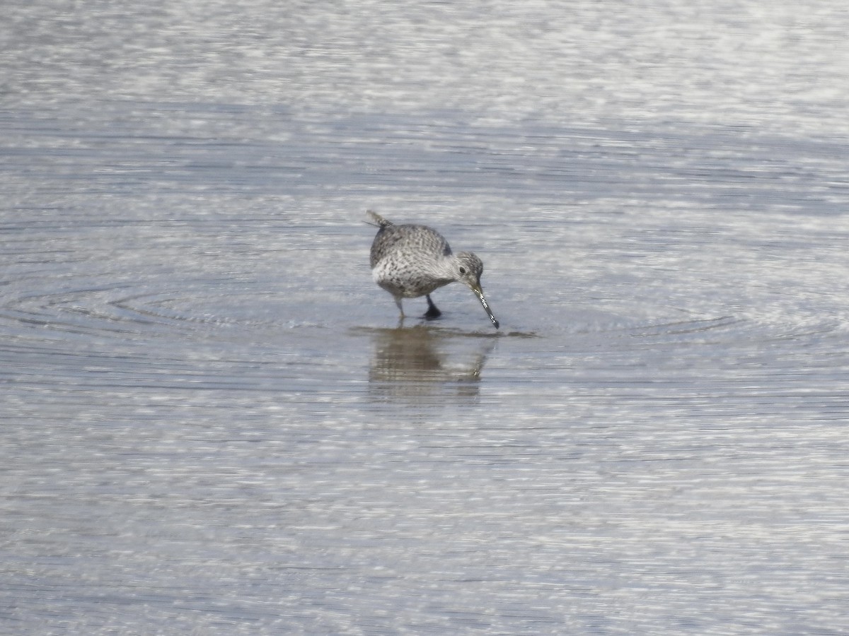 Greater Yellowlegs - ML617281470