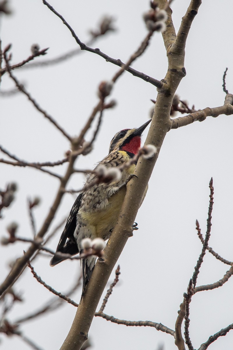 Yellow-bellied Sapsucker - ML617281471