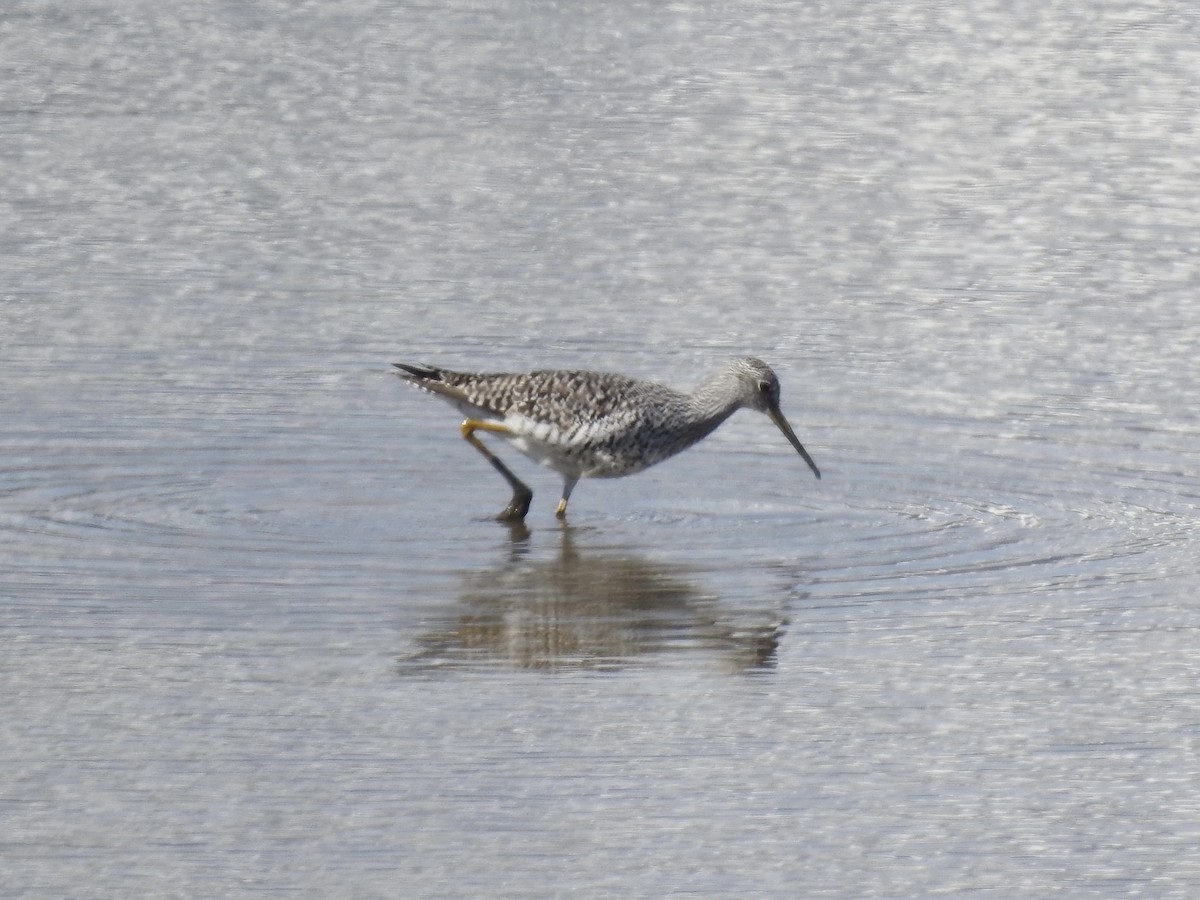 Greater Yellowlegs - ML617281474