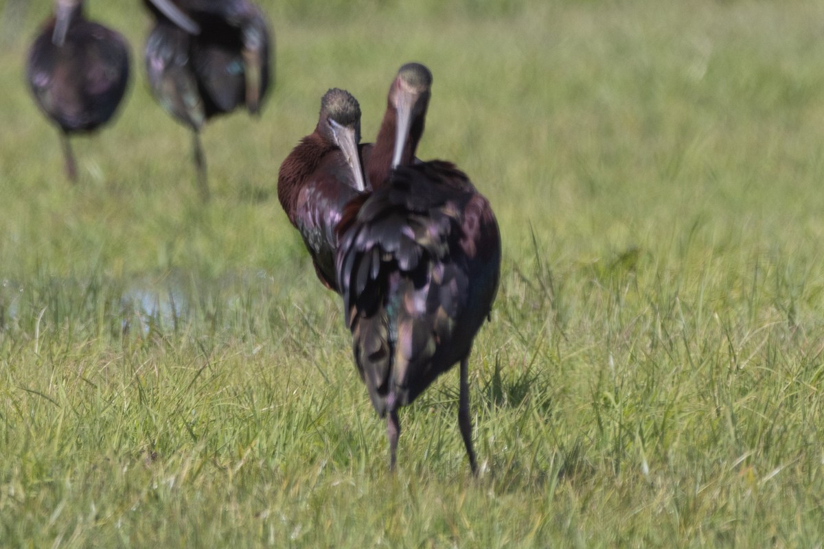 Glossy Ibis - ML617281547