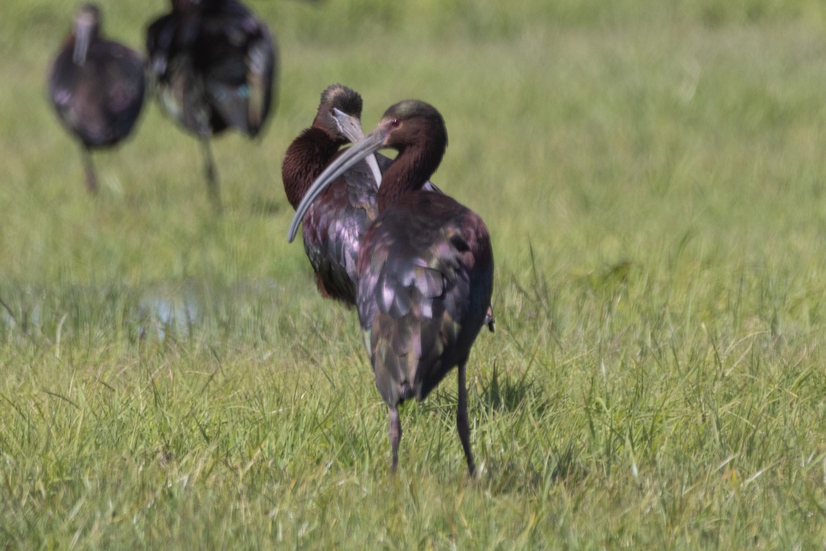 Glossy Ibis - ML617281552