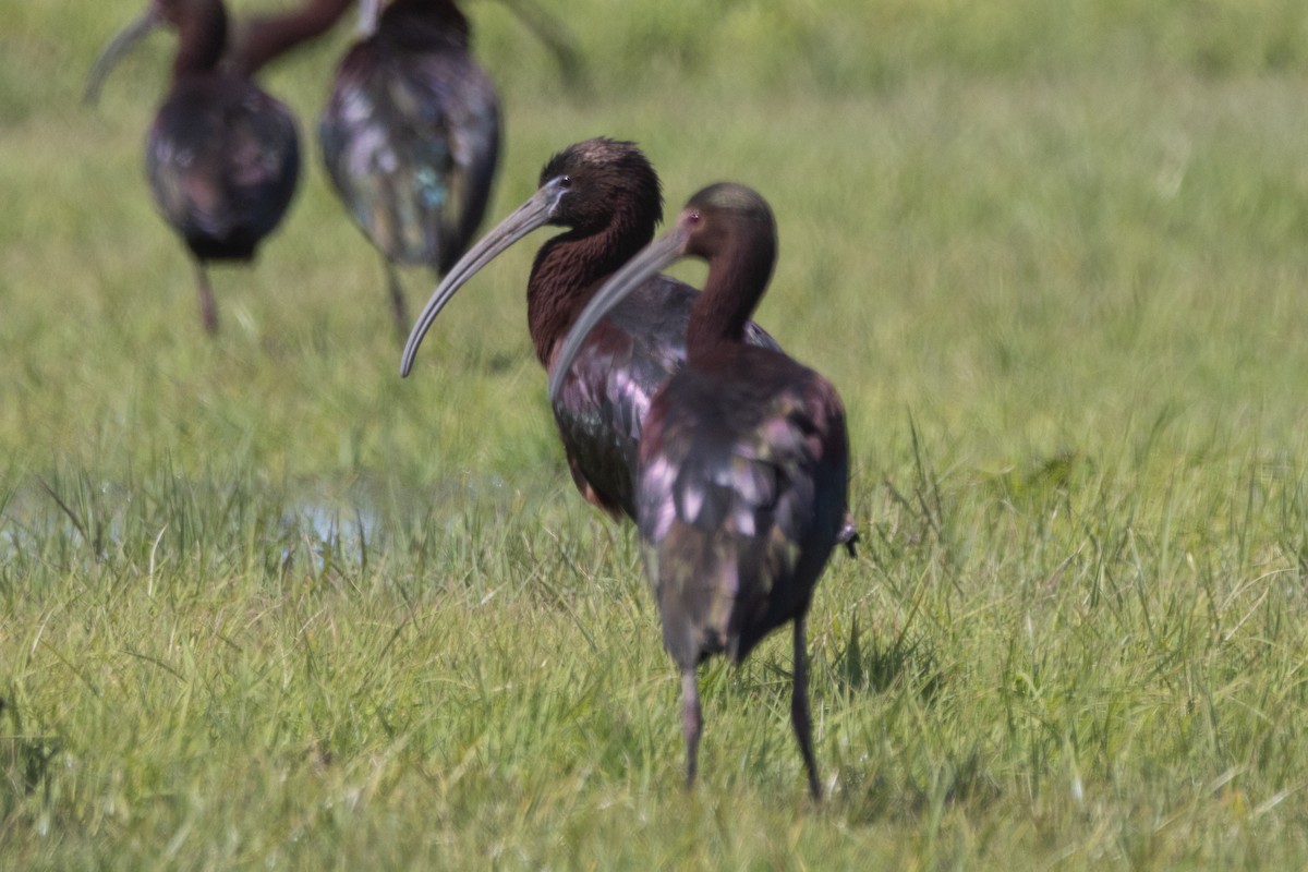 Glossy Ibis - ML617281557