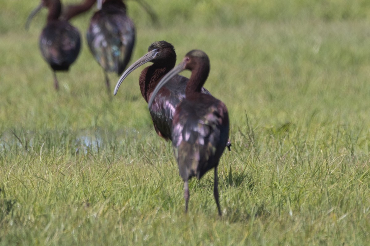 Glossy Ibis - ML617281566