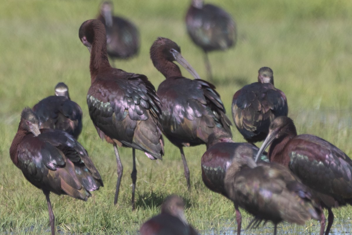 Glossy Ibis - Jodhan Fine