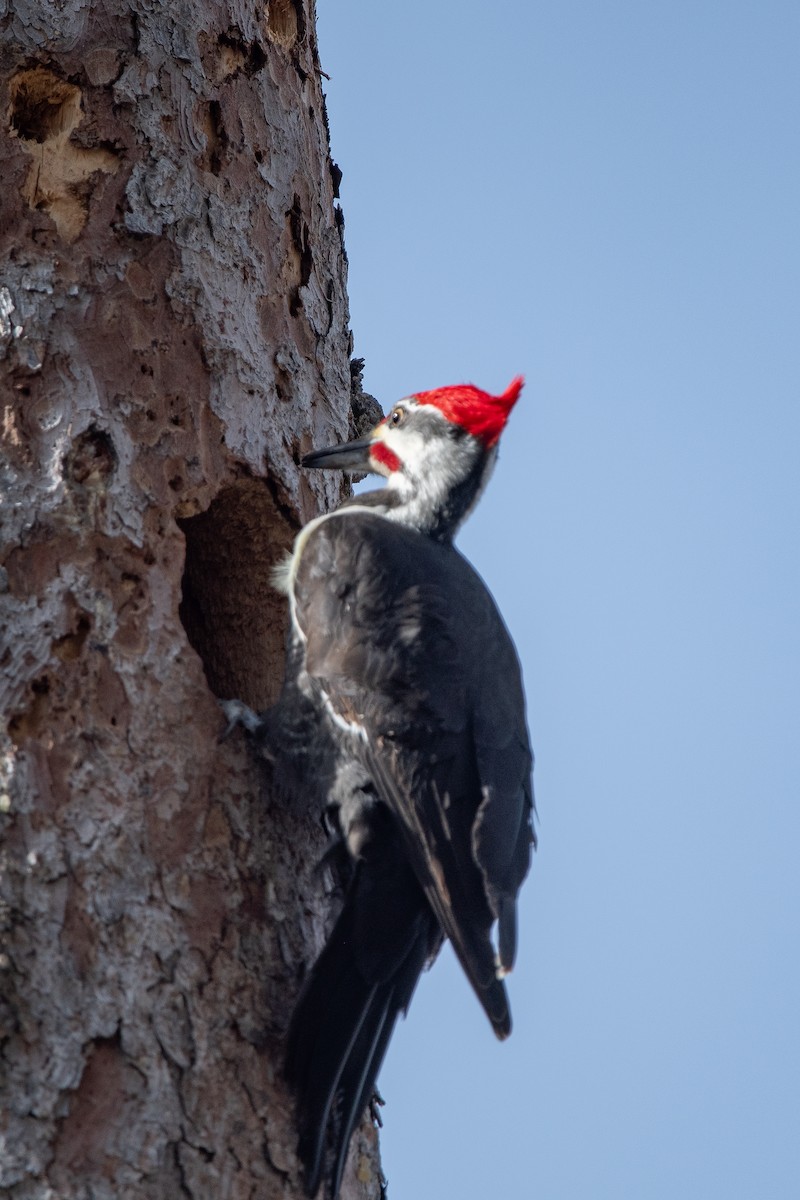 Pileated Woodpecker - ML617281593
