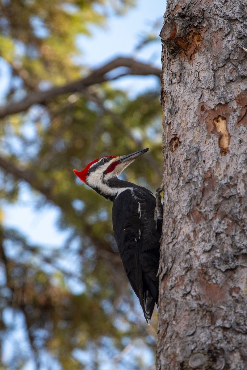 Pileated Woodpecker - ML617281594