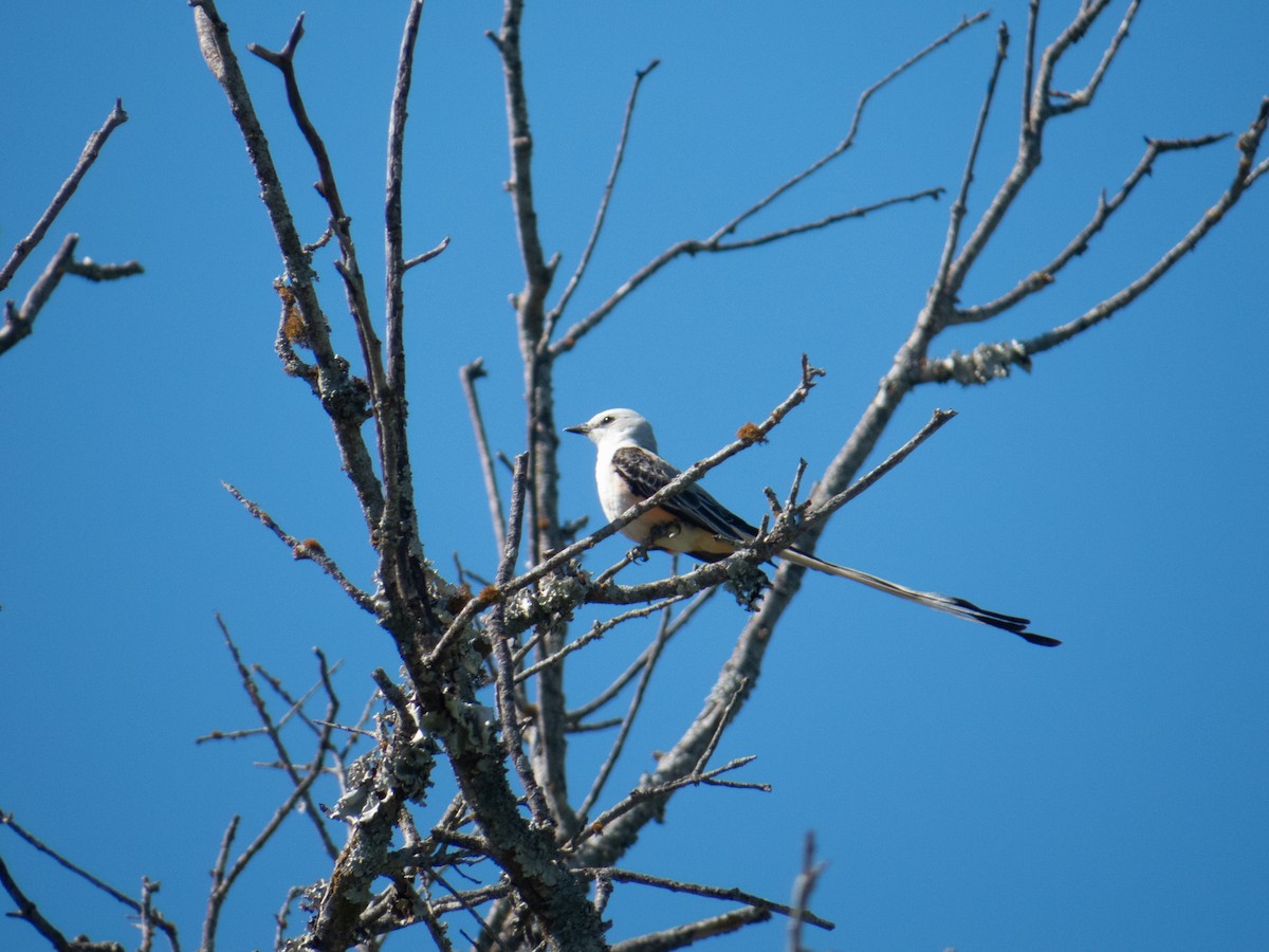 Scissor-tailed Flycatcher - ML617281597