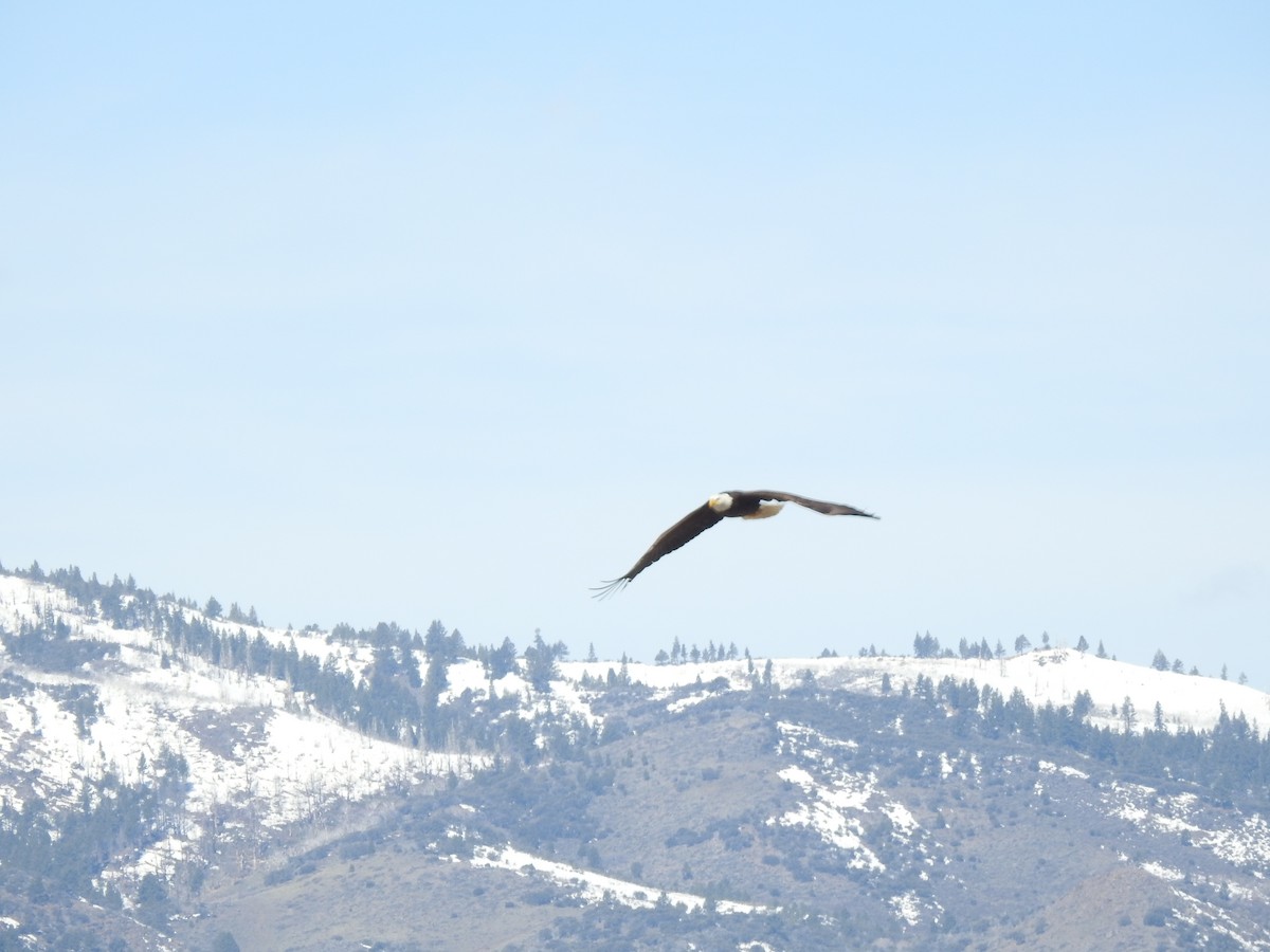 Bald Eagle - ML617281612