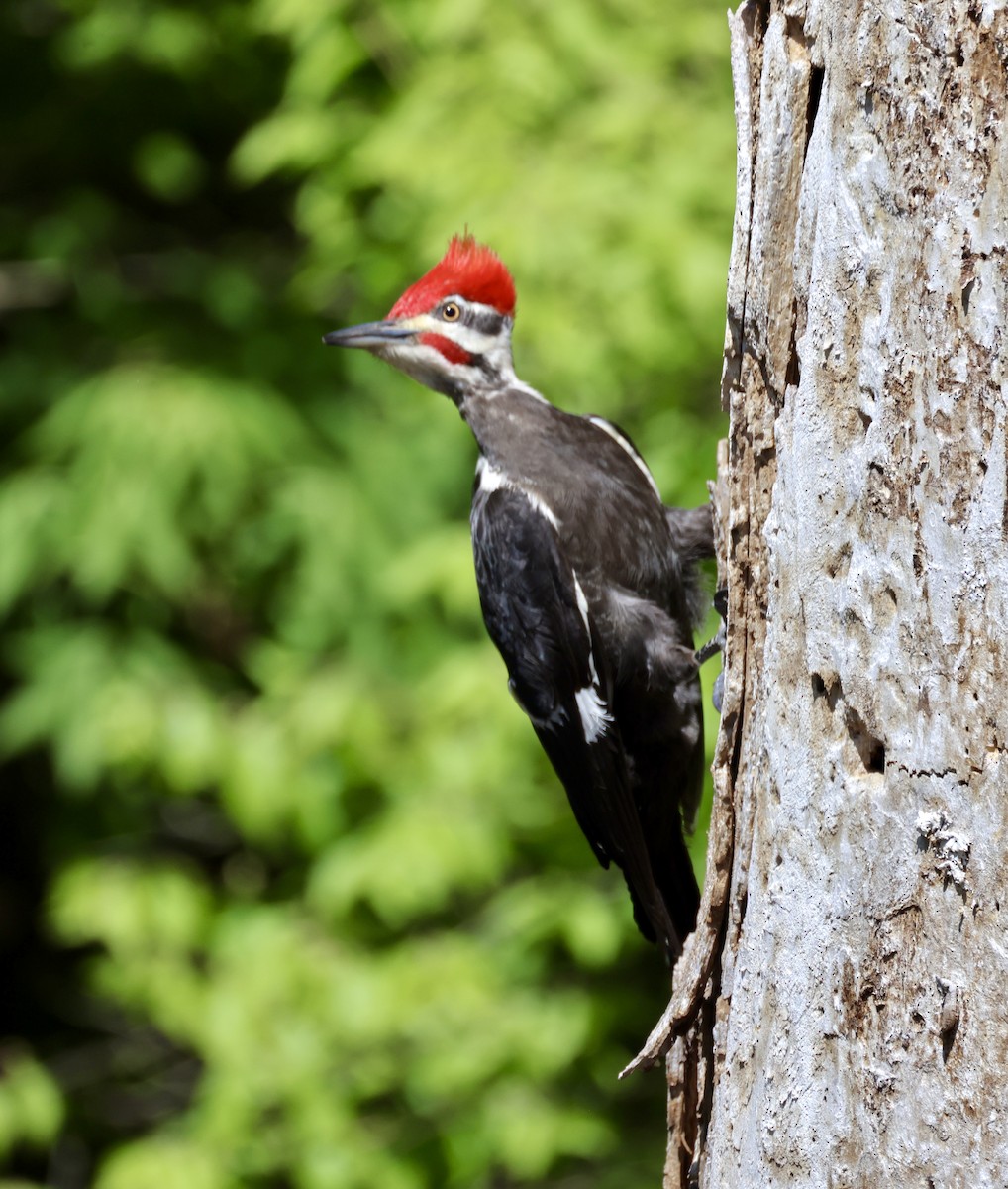 Pileated Woodpecker - ML617281648