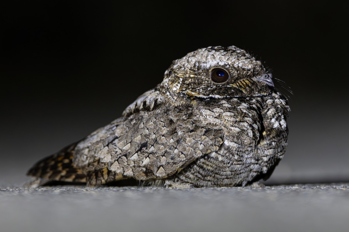 Common Poorwill - ML617281653