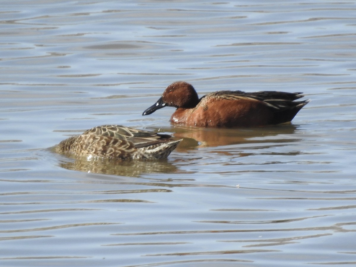 Cinnamon Teal - ML617281661