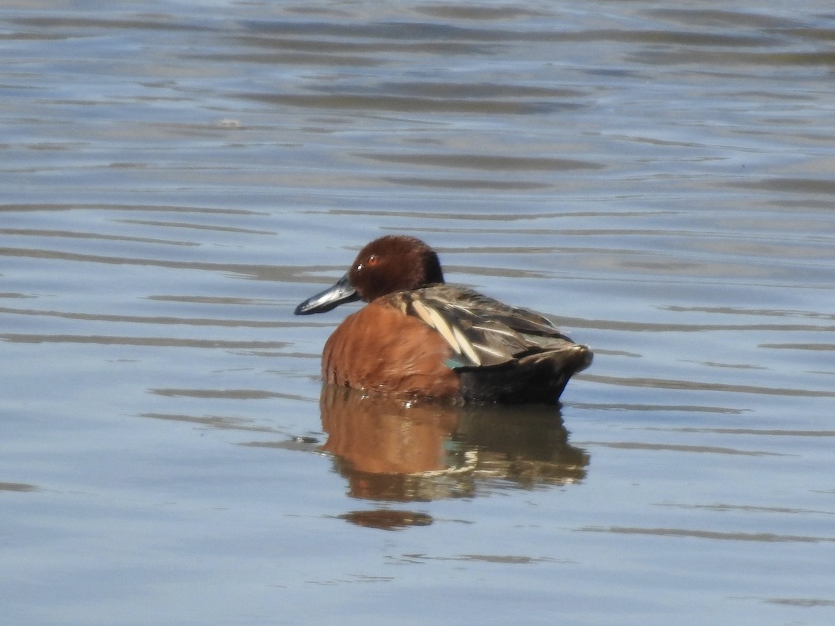 Cinnamon Teal - ML617281662