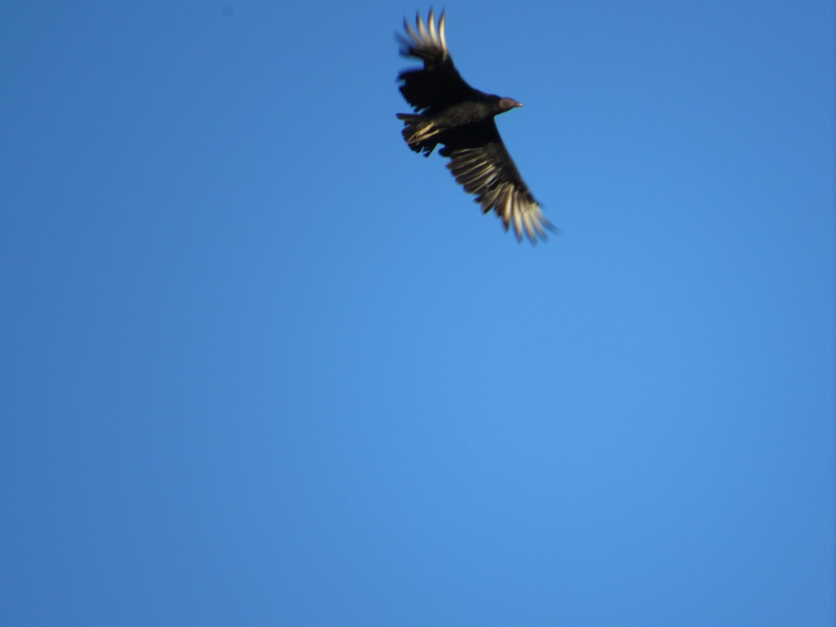 Black Vulture - Javiera Carrasco Icart