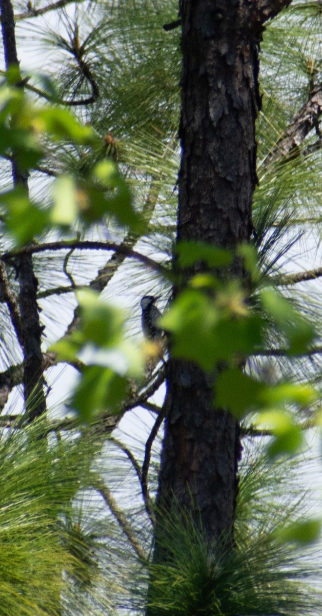 Red-cockaded Woodpecker - Leslie Eselgroth