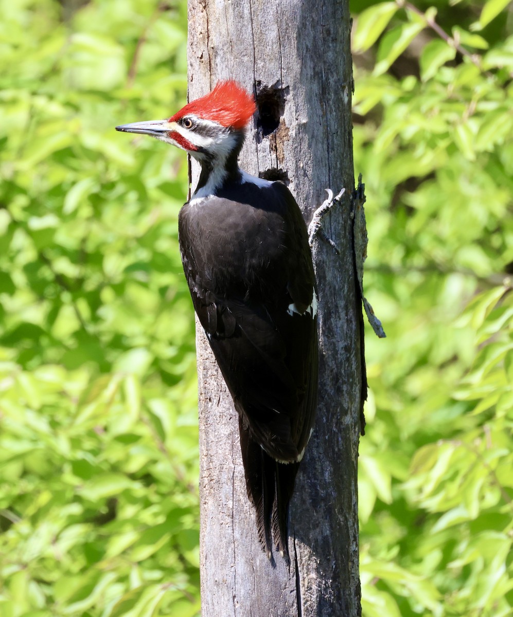 Pileated Woodpecker - ML617281698