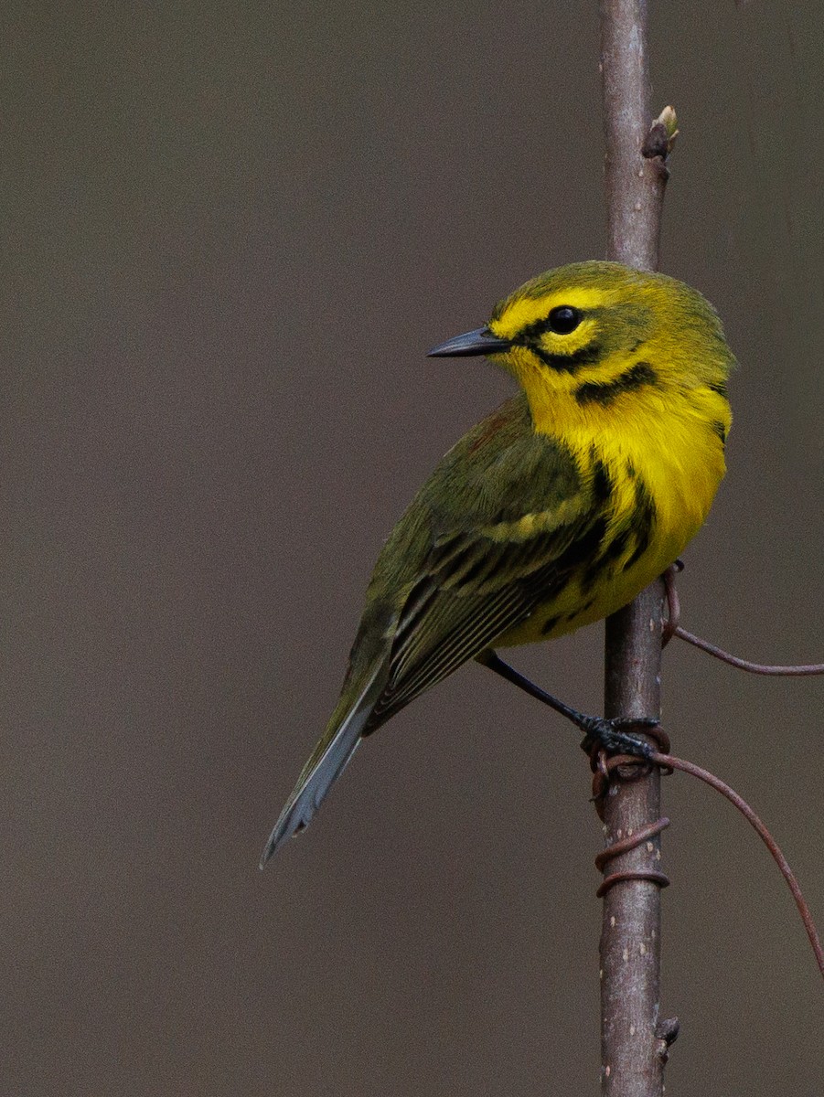 Prairie Warbler - Imtiaz Haque