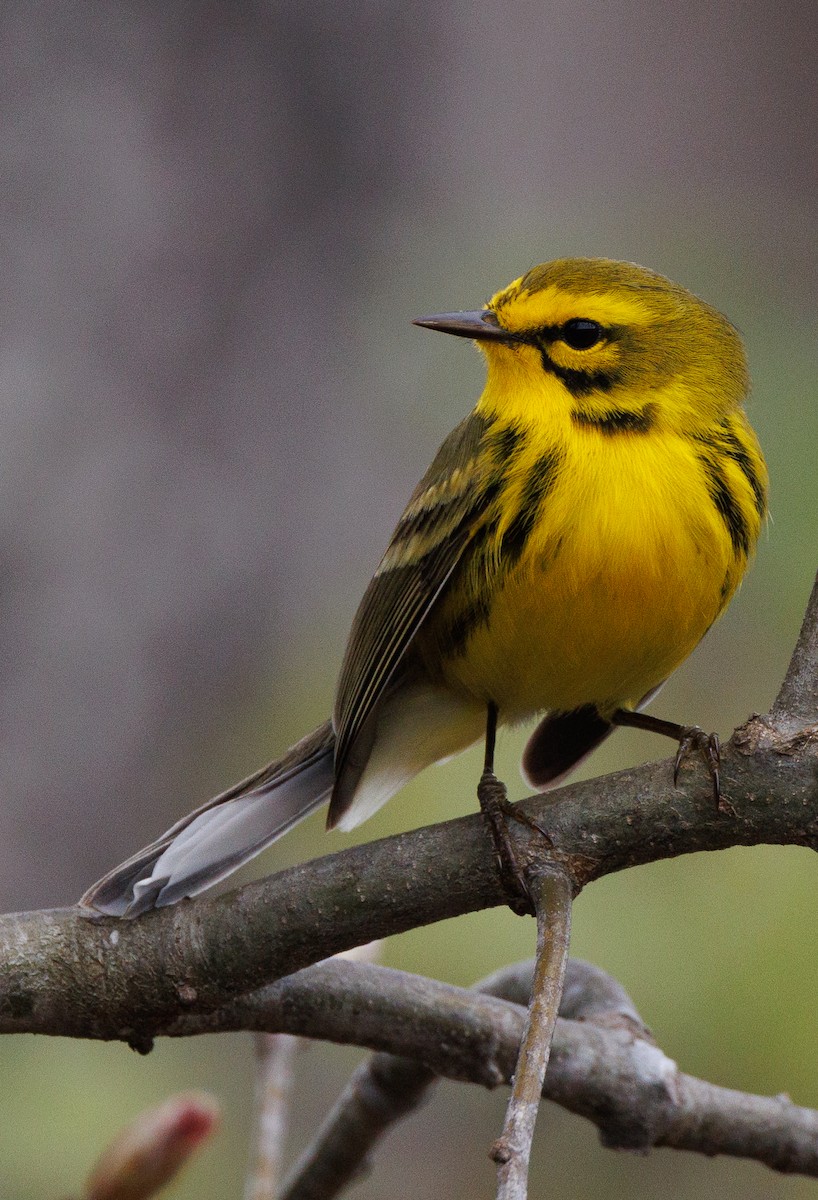 Prairie Warbler - Imtiaz Haque