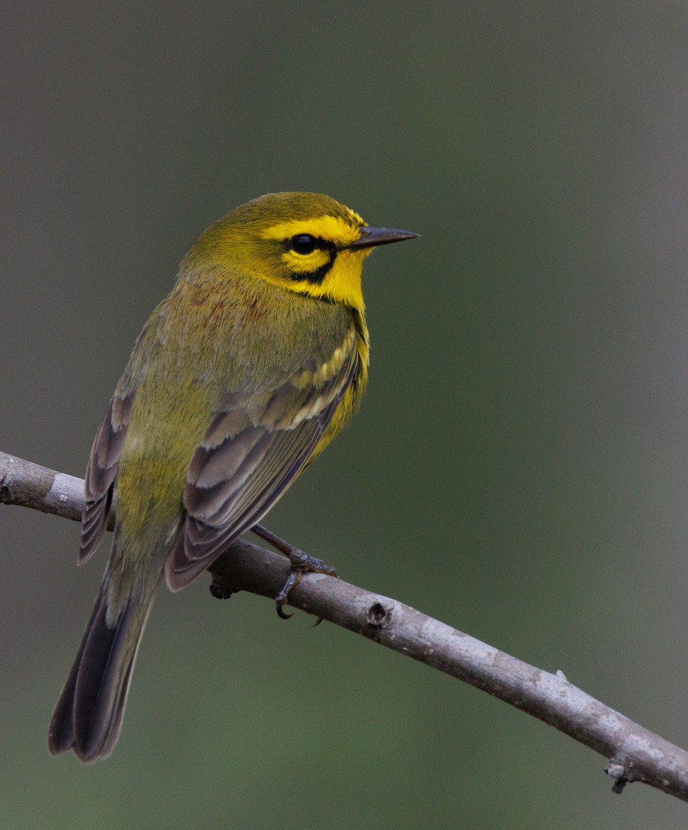 Prairie Warbler - Imtiaz Haque