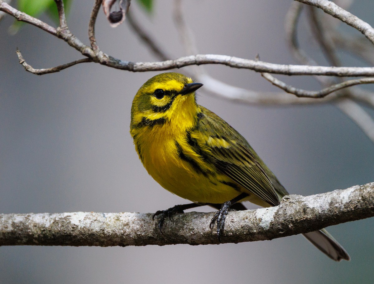 Prairie Warbler - Imtiaz Haque