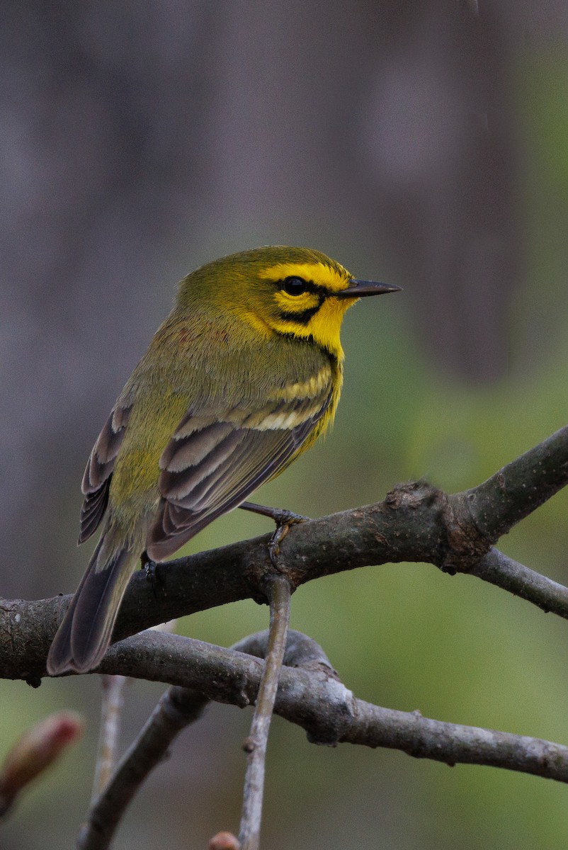 Prairie Warbler - ML617281758