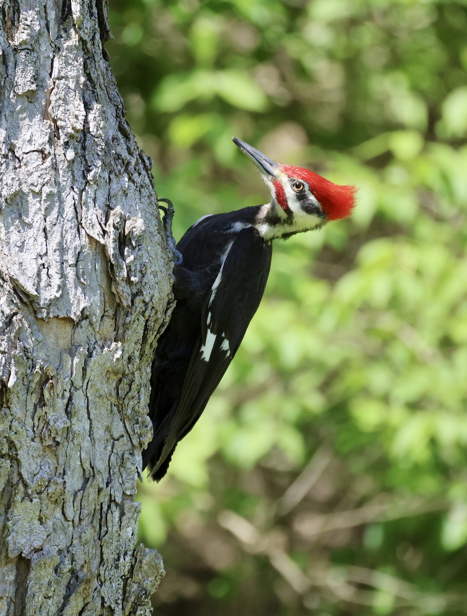 Pileated Woodpecker - ML617281762