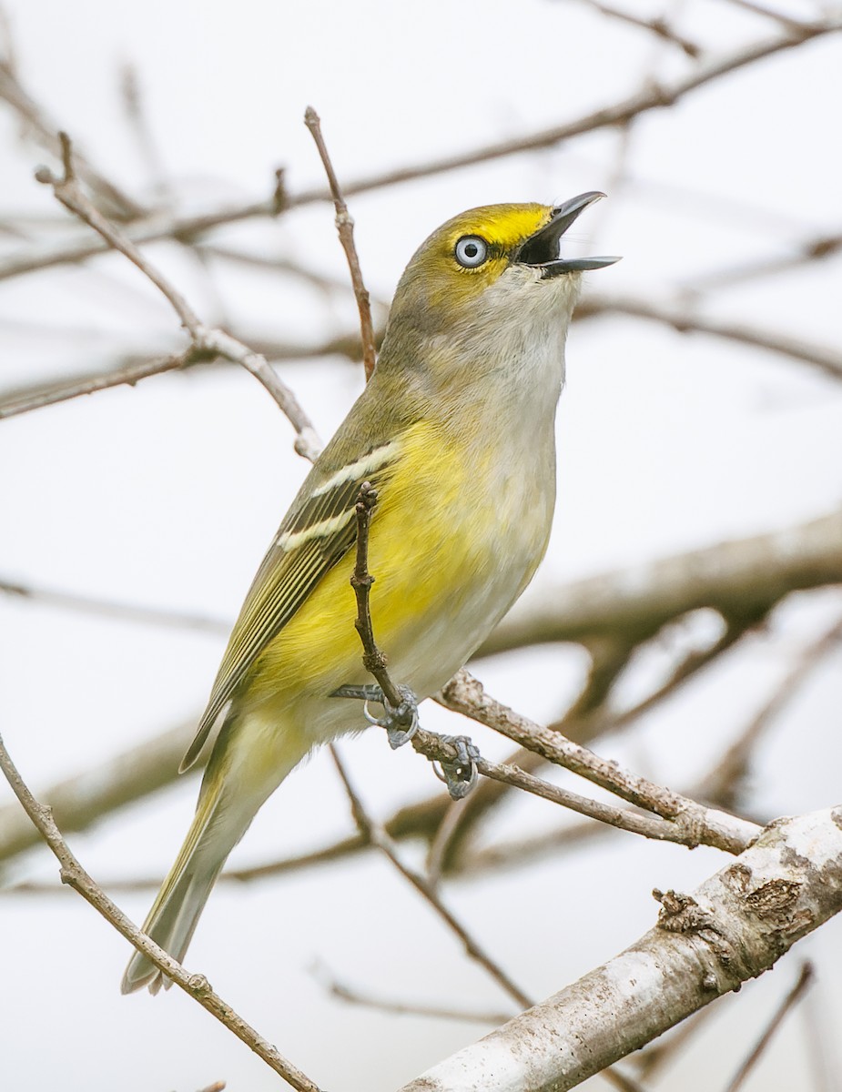 White-eyed Vireo - ML617281787