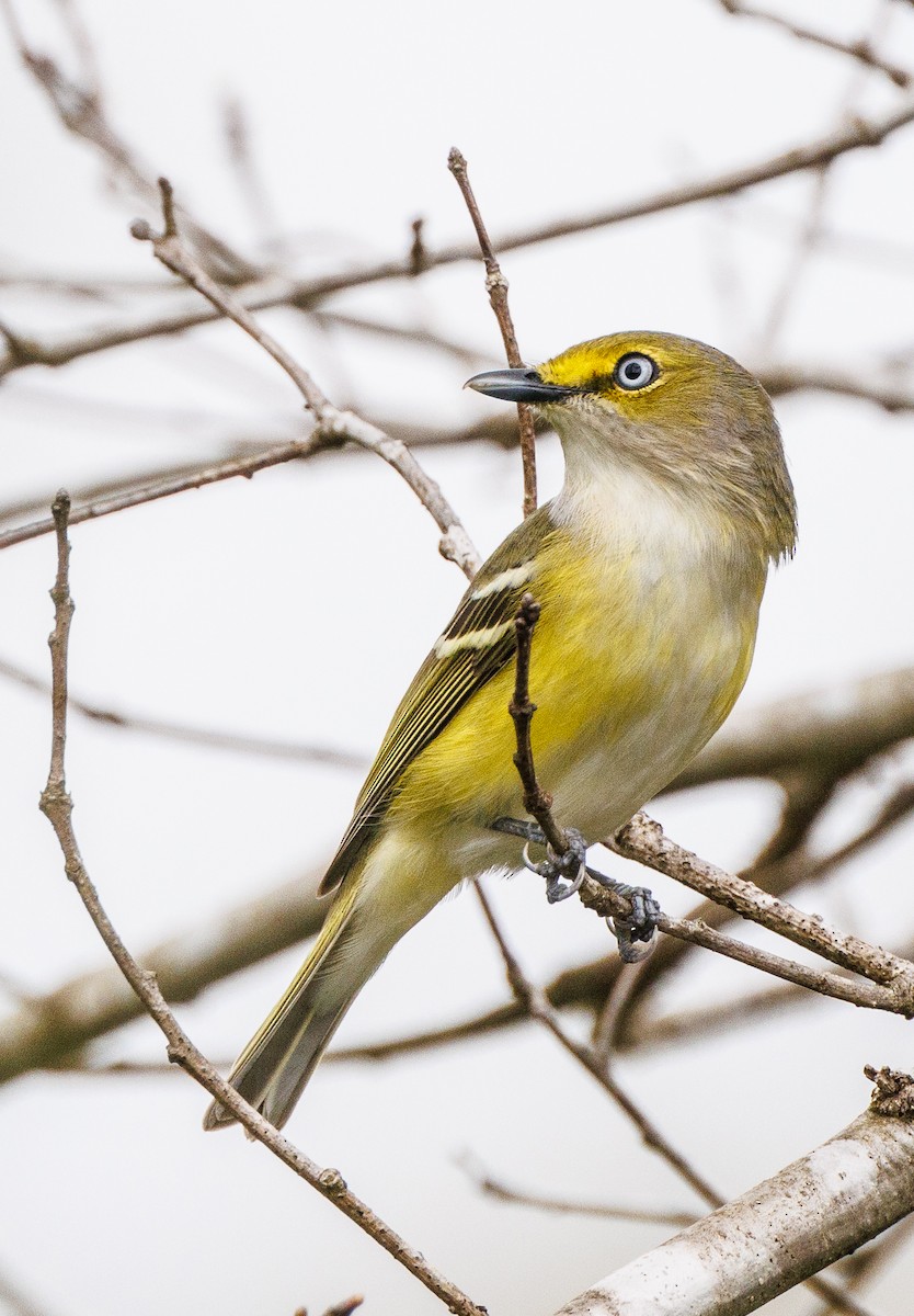 White-eyed Vireo - Imtiaz Haque