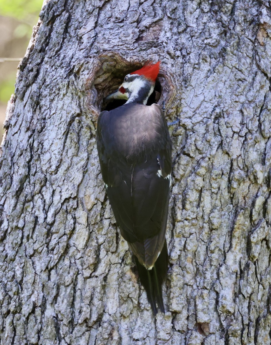 Pileated Woodpecker - ML617281814