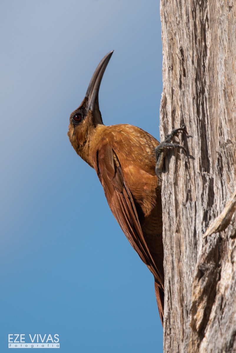 Great Rufous Woodcreeper - Ezequiel Vivas