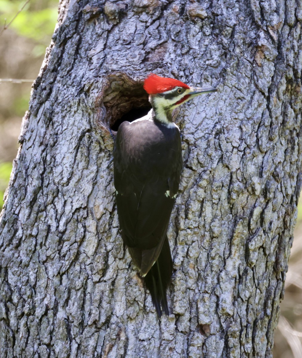 Pileated Woodpecker - Cheryl Rosenfeld