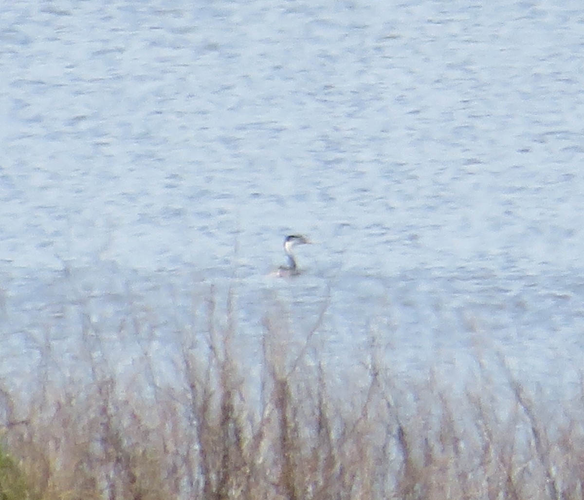 Clark's Grebe - ML617281934