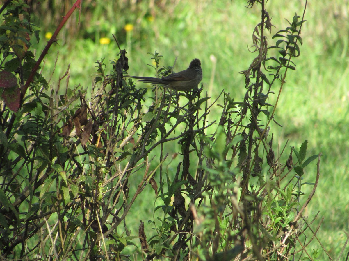 Plain-mantled Tit-Spinetail - ML617281935