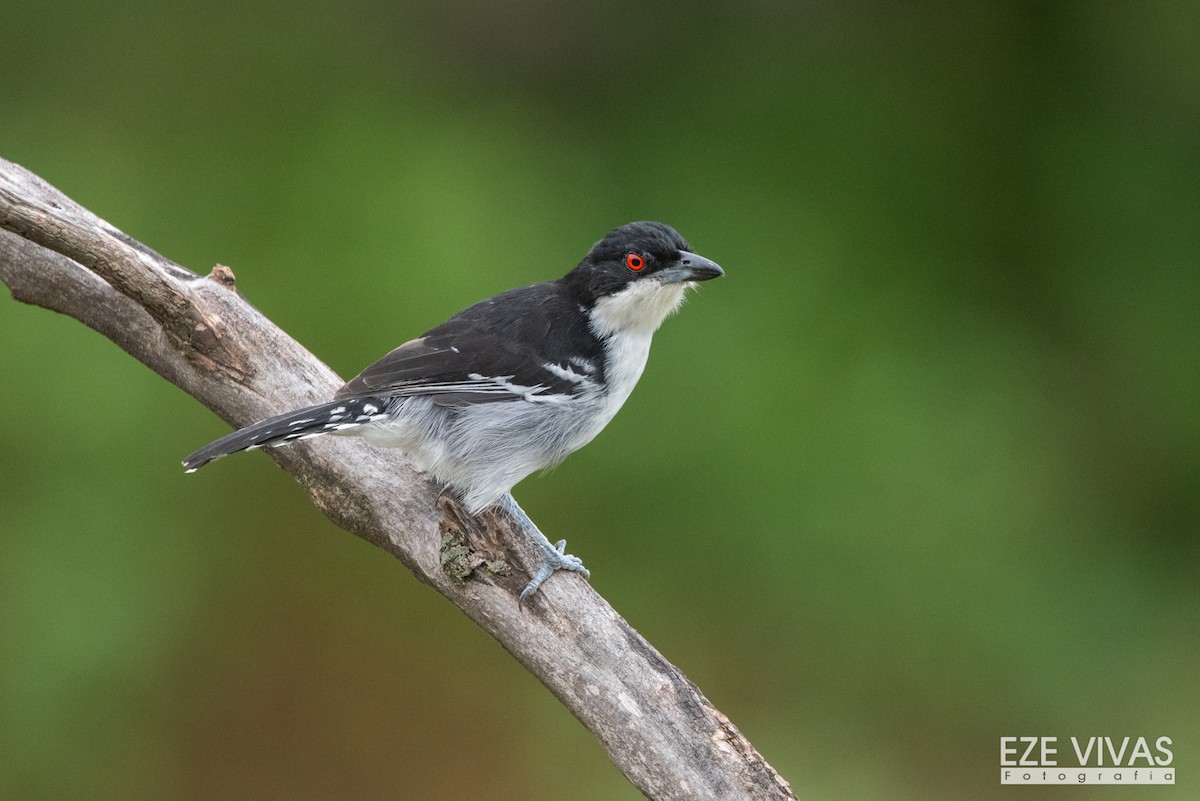 Great Antshrike - Ezequiel Vivas