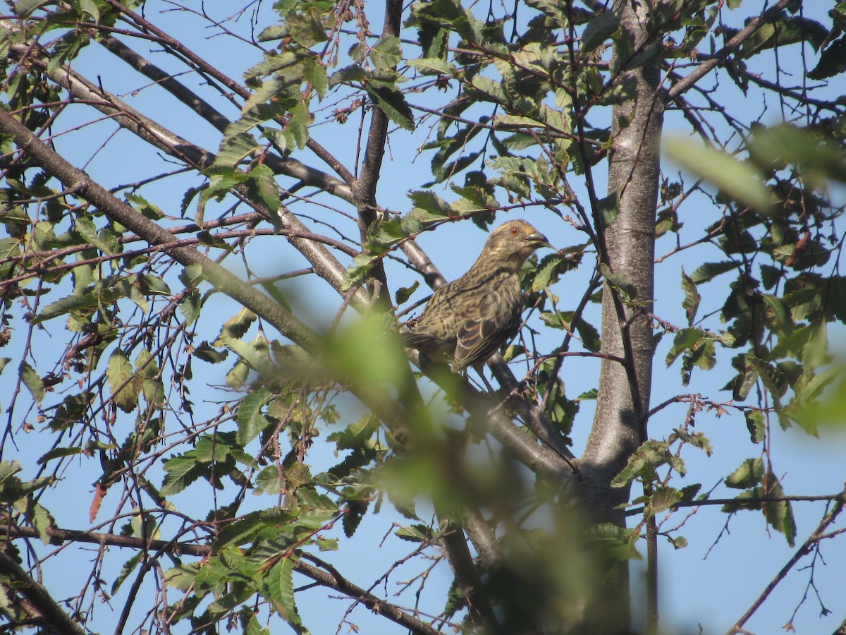 Rufous-tailed Plantcutter - ML617281966