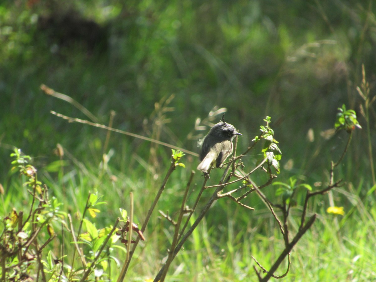 Tufted Tit-Tyrant - ML617281971