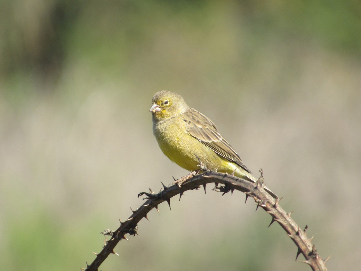 Grassland Yellow-Finch - ML617281977
