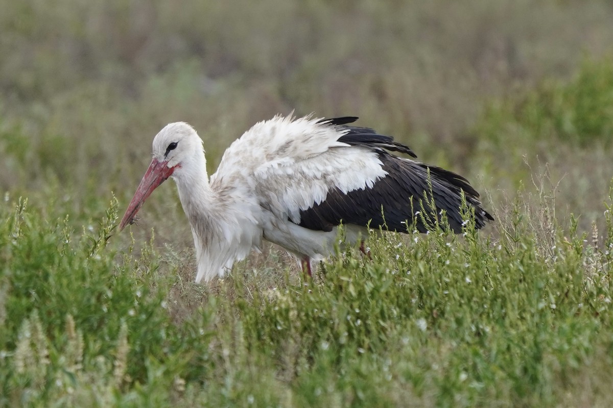 White Stork - ML617281991