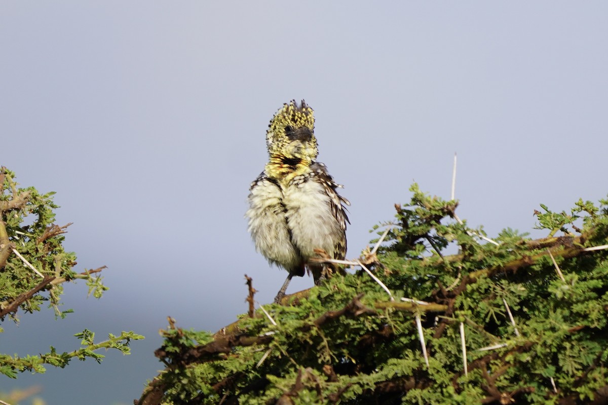 D'Arnaud's Barbet - Greg Hertler